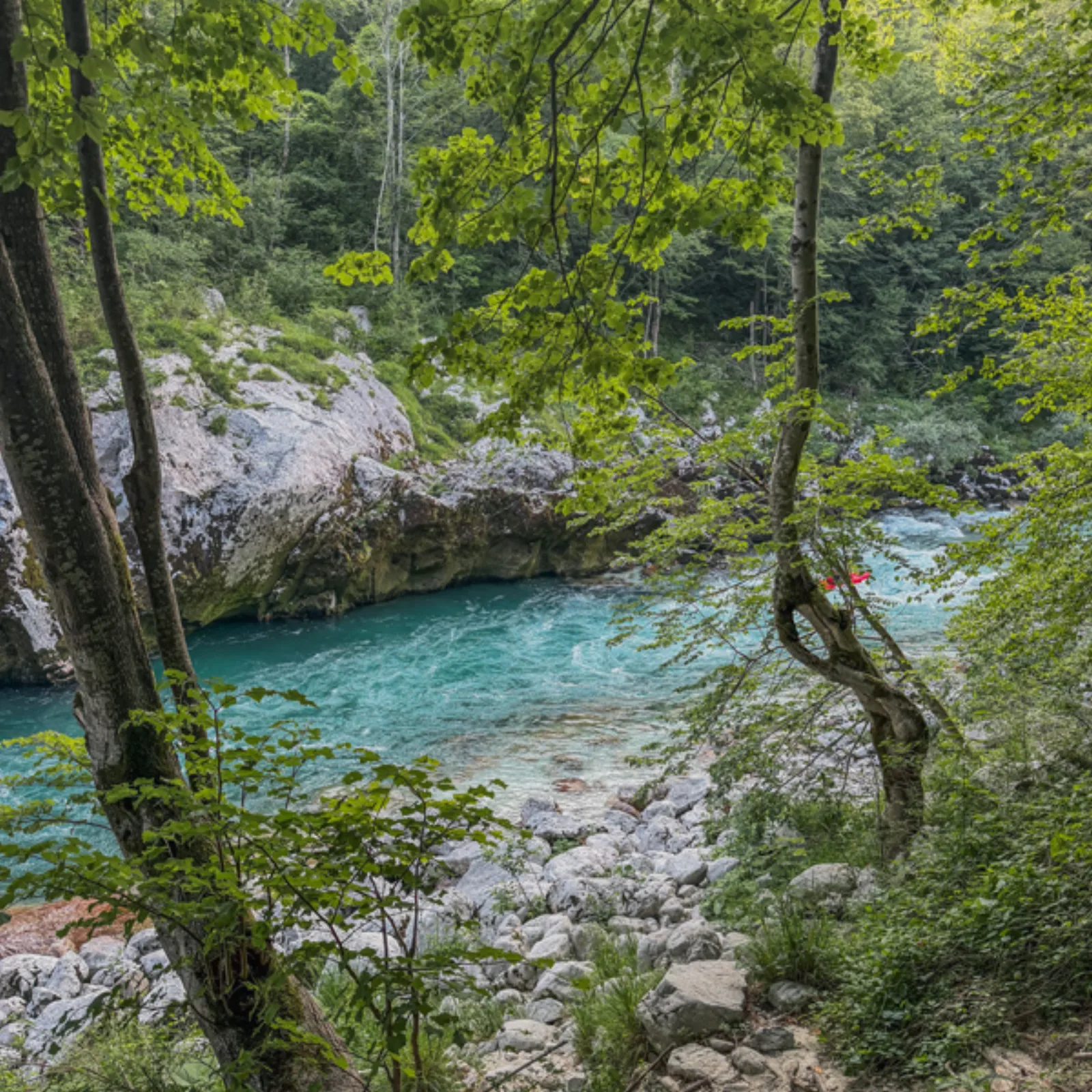 Clear turquoise water of the Soča River framed by trees and rocks